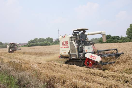 拟投入1000台收割机 肥东计划10天内抢收67万余亩小麦
