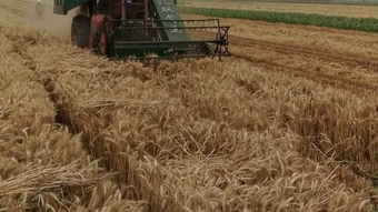 小麦收割机 –