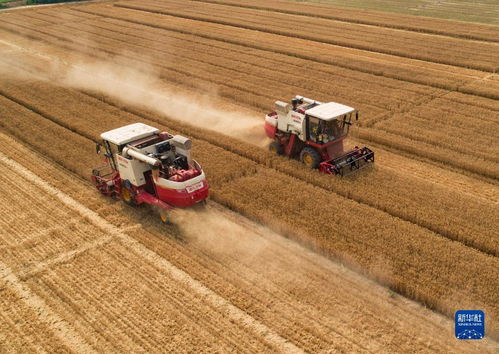 全国 三夏 小麦大规模机收基本结束凤凰网陕西